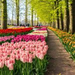 The Blossoming Legacy of Keukenhof: A Floral Spectacle Unveils Its 76th Season